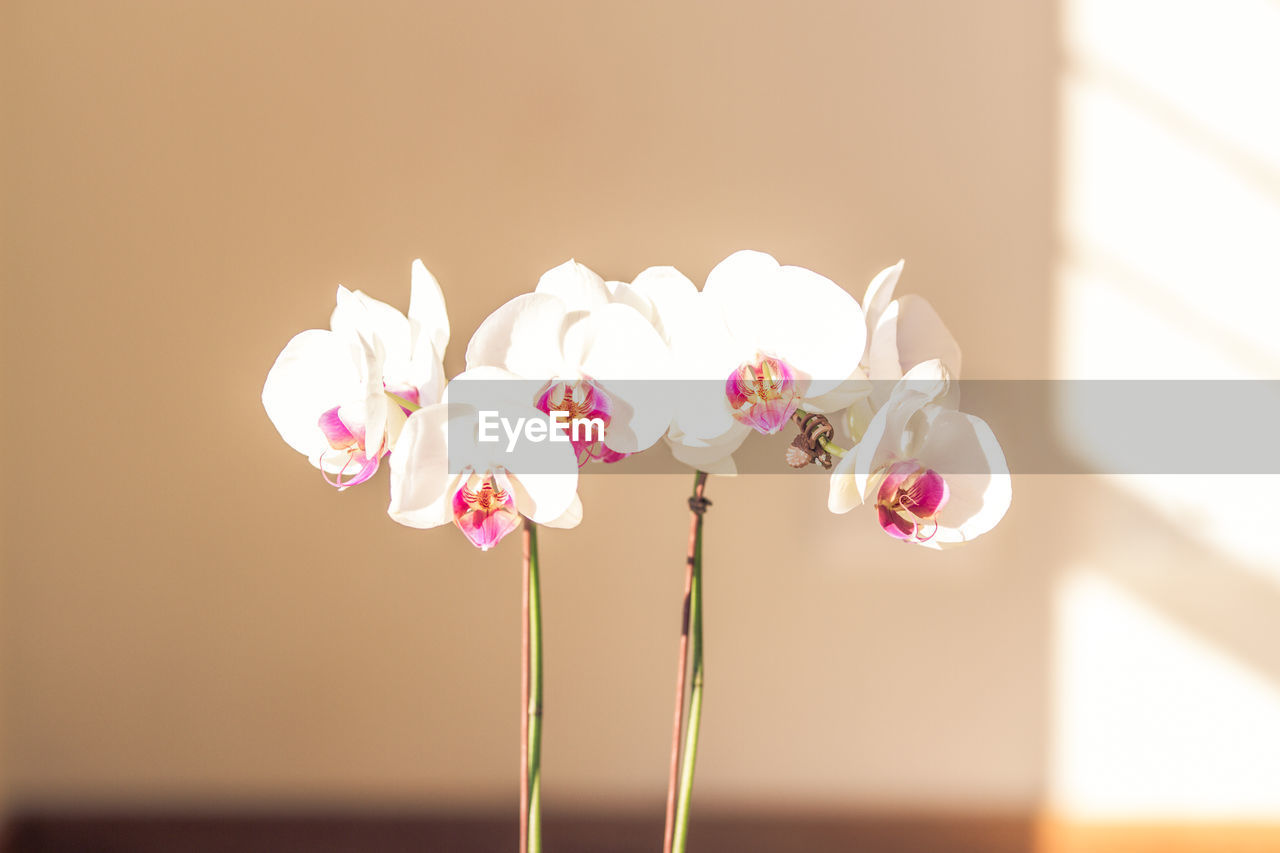 CLOSE-UP OF PINK FLOWERS AGAINST WHITE BACKGROUND