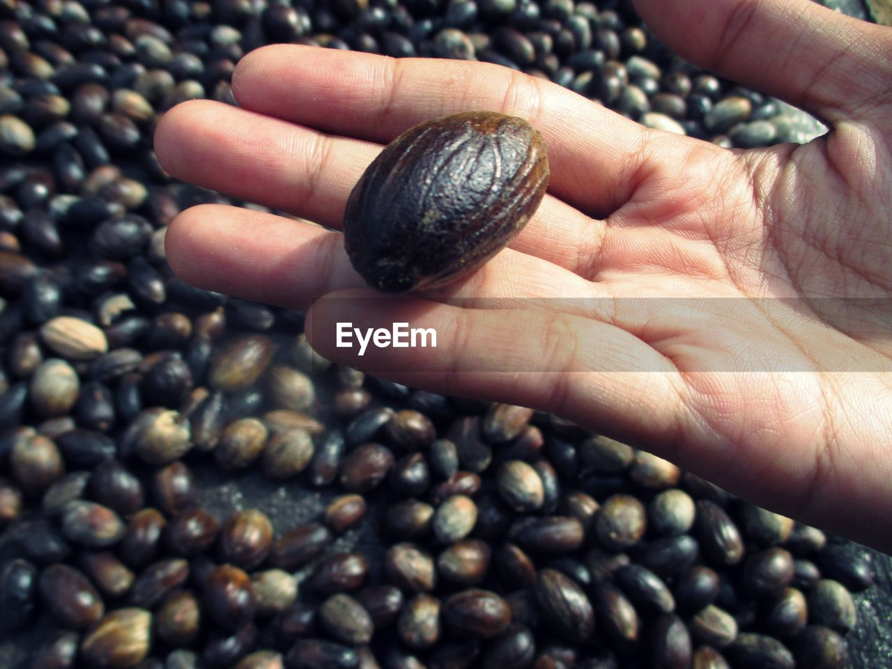 CLOSE-UP OF HUMAN HAND HOLDING BREAD