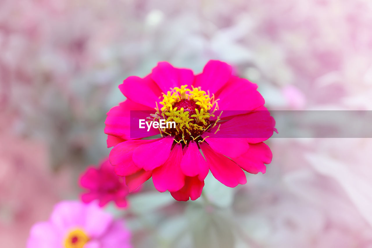 CLOSE-UP OF HONEY BEE ON PINK FLOWER BLOOMING OUTDOORS