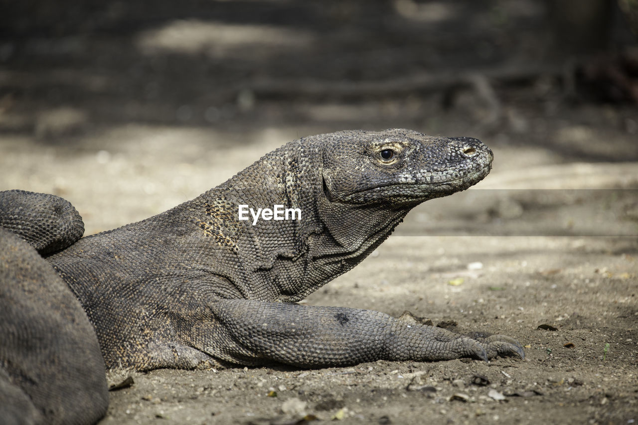 CLOSE-UP OF IGUANA