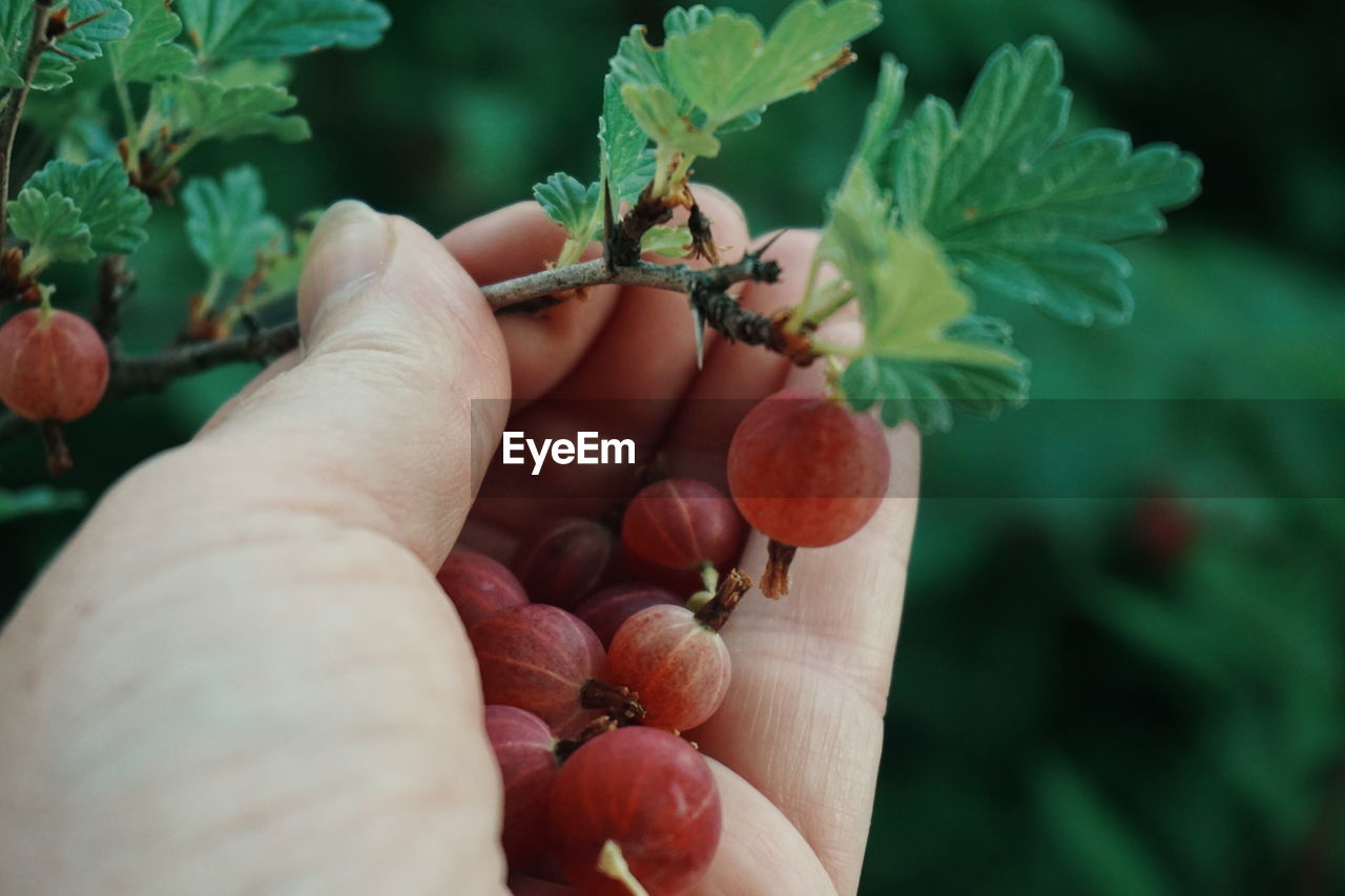 Cropped hand picking red gooseberries on twig