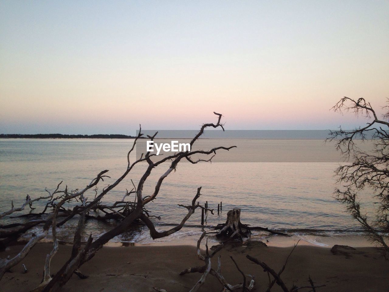 Fallen tree at seashore against clear sky