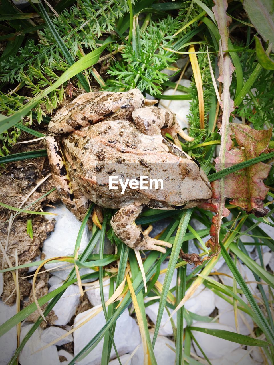 HIGH ANGLE VIEW OF LIZARD ON PLANTS