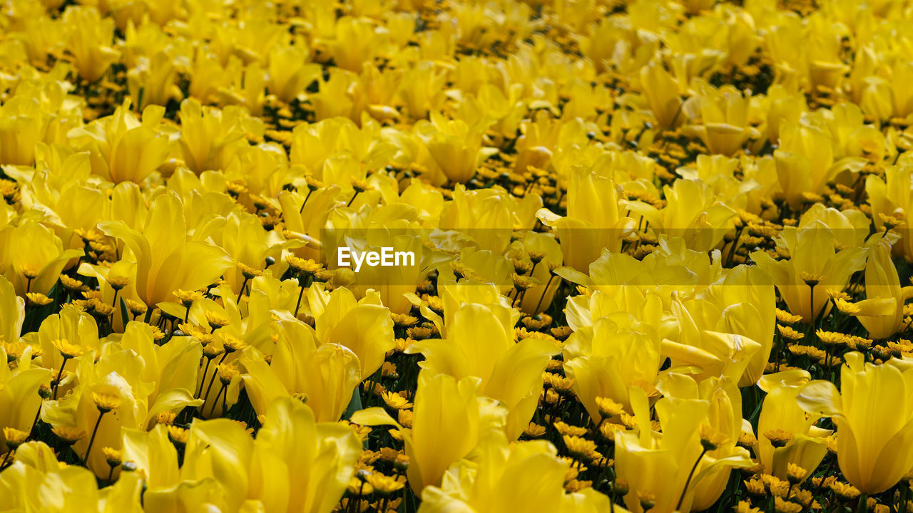 CLOSE-UP OF YELLOW FLOWERING PLANTS ON FIELD