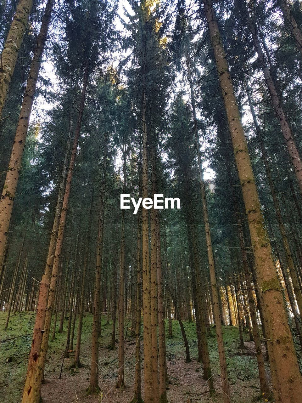 LOW ANGLE VIEW OF BAMBOO TREE IN FOREST