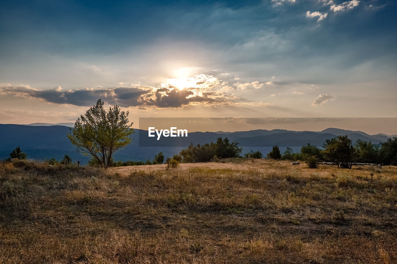 Scenic view of field against sky during sunset