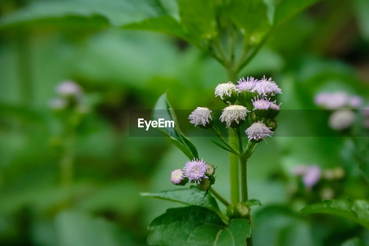 CLOSE-UP OF FLOWERING PLANT AGAINST WHITE FLOWER