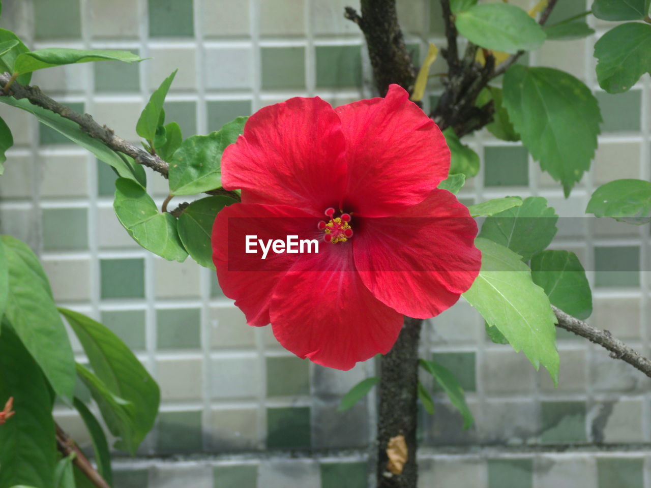 CLOSE-UP OF HIBISCUS BLOOMING OUTDOORS