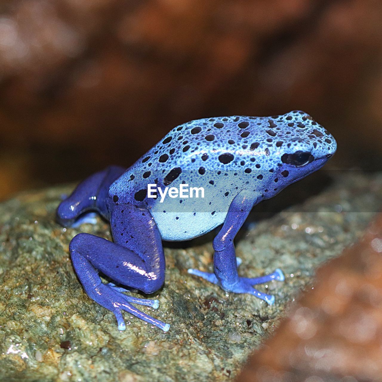 CLOSE-UP OF A TURTLE