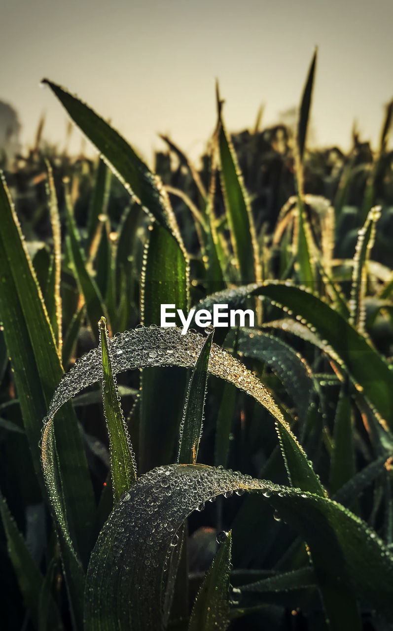 CLOSE-UP OF WATER DROPS ON PLANT