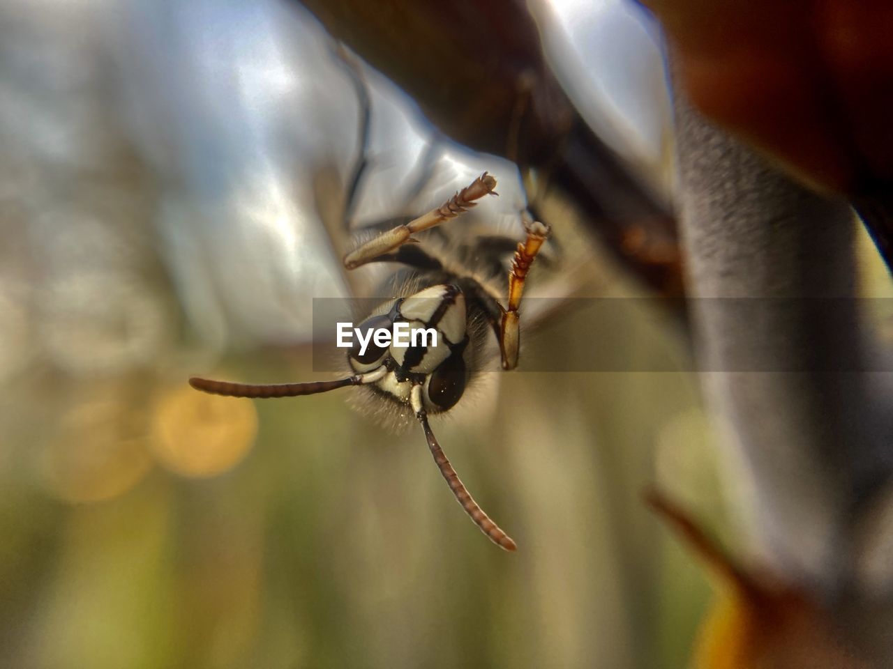 CLOSE-UP OF SPIDER ON WEB