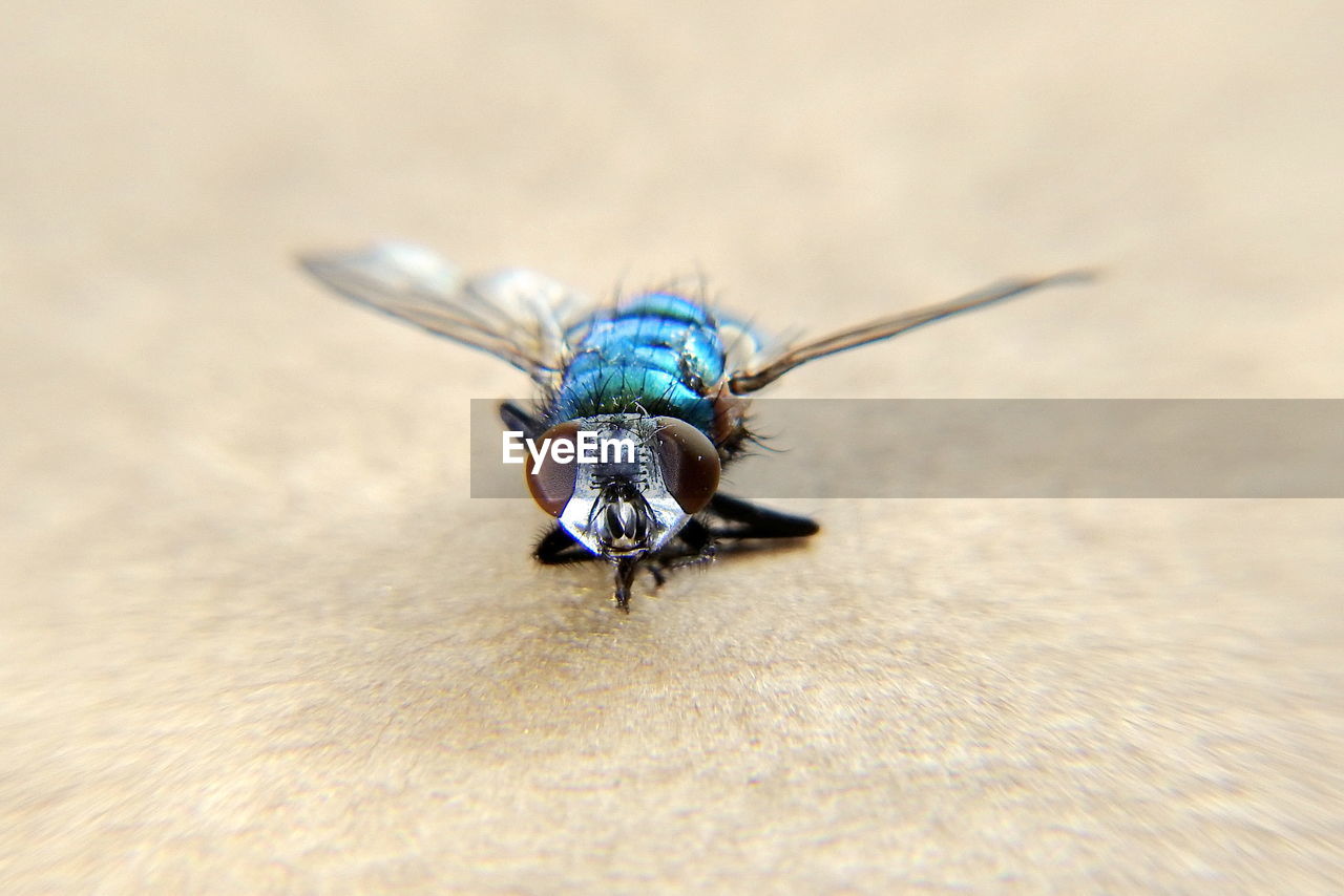 CLOSE-UP OF HOUSEFLY