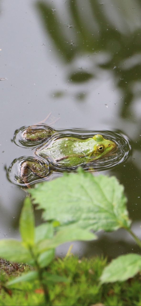 FROG IN LAKE