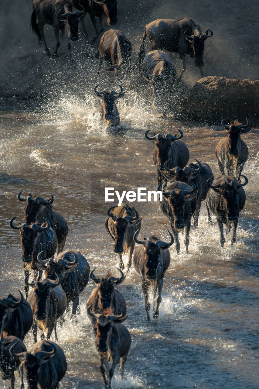 animal, animal themes, mammal, group of animals, animal wildlife, wildlife, domestic animals, water, herd, large group of animals, motion, nature, wildebeest, running, dog, livestock, animal migration, dust, outdoors, environment, horse, safari, pet, no people, cattle, day