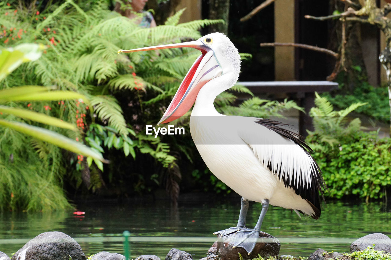 VIEW OF PELICAN PERCHING ON A LAKE