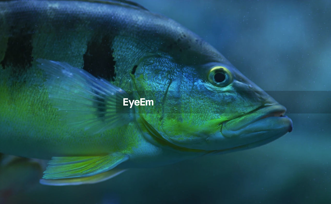 Close-up of fish swimming in aquarium