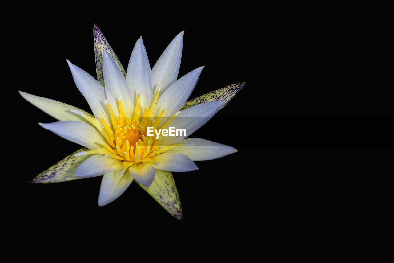 CLOSE-UP OF LOTUS WATER LILY