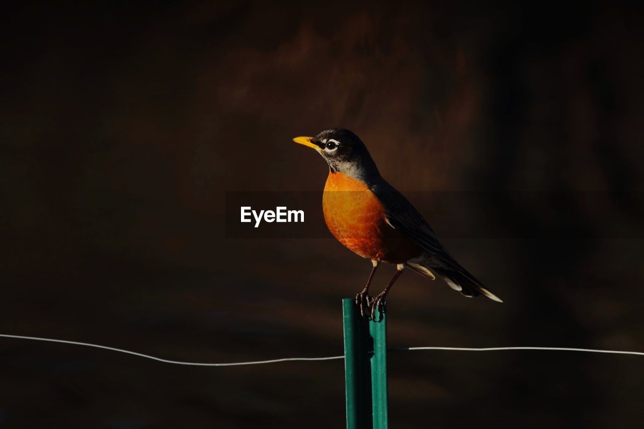 CLOSE-UP OF BIRD PERCHING ON STEM