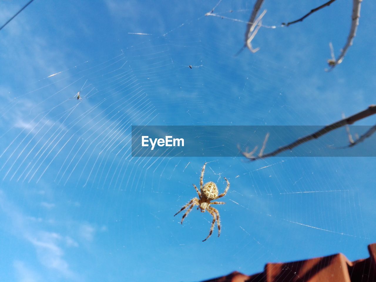 CLOSE-UP OF SPIDER AND WEB AGAINST STAR