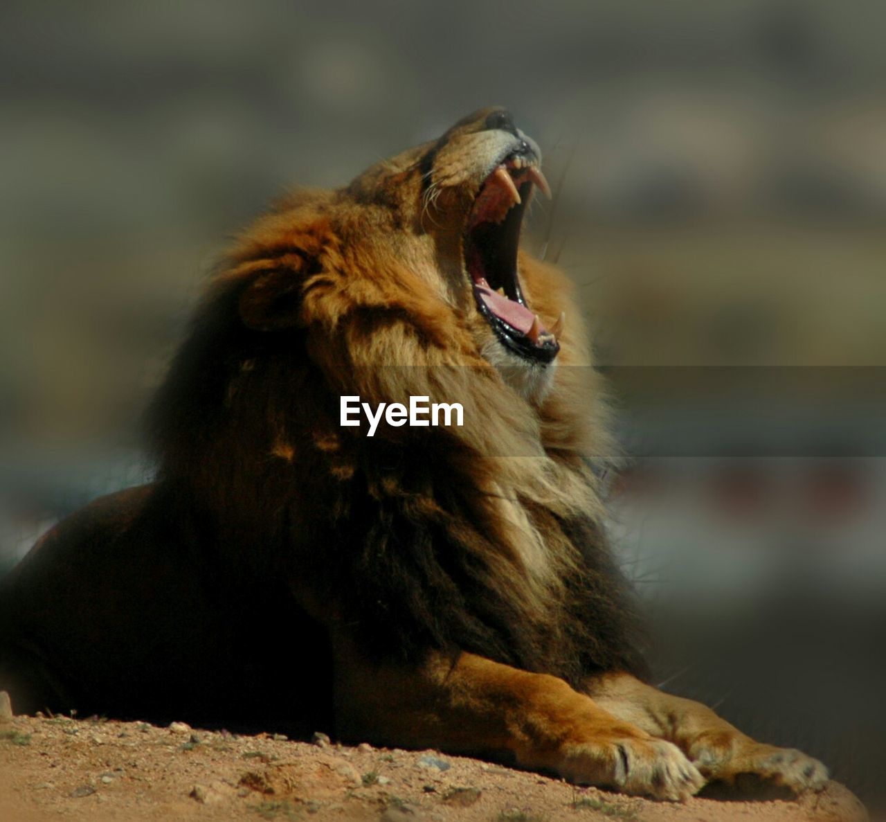 Close-up of a lion yawning