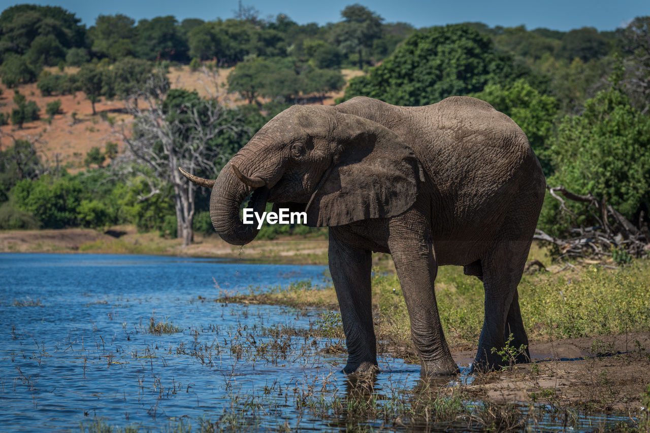 African elephant standing at waterhole