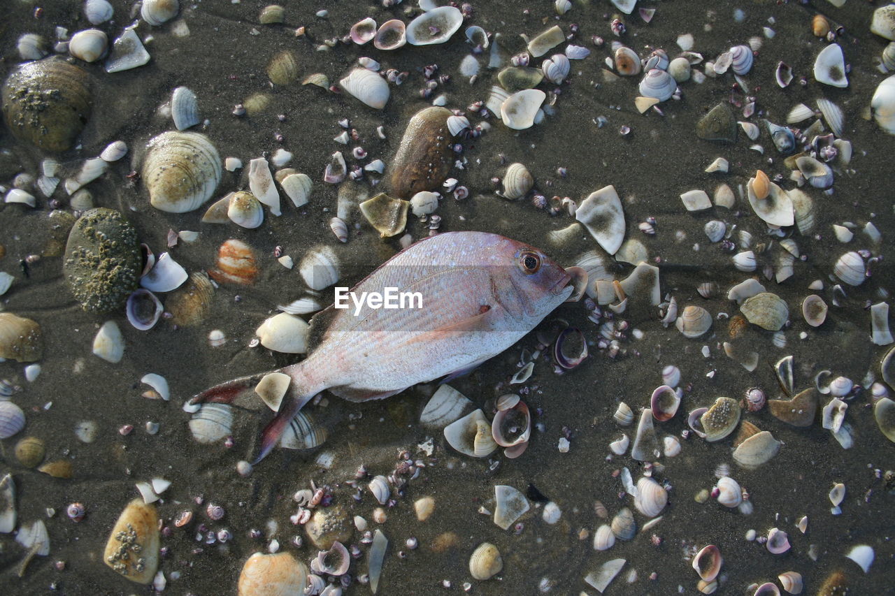 High angle view of dead fish with seashells on shore