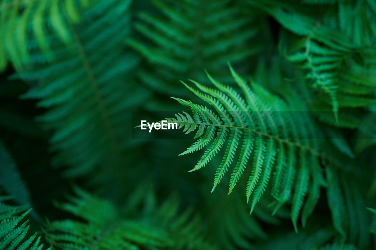 Natural unfocused green background of a natural fern in sunlight. beautiful ferns create foliage. 