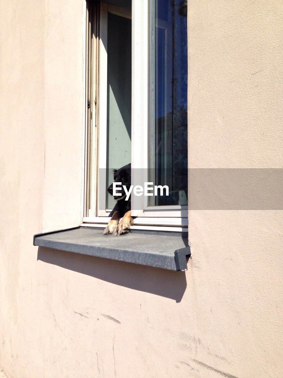 Dog looking through window