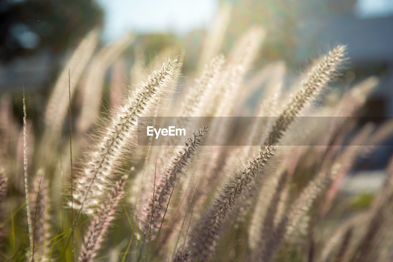 Close-up of fresh plant on field