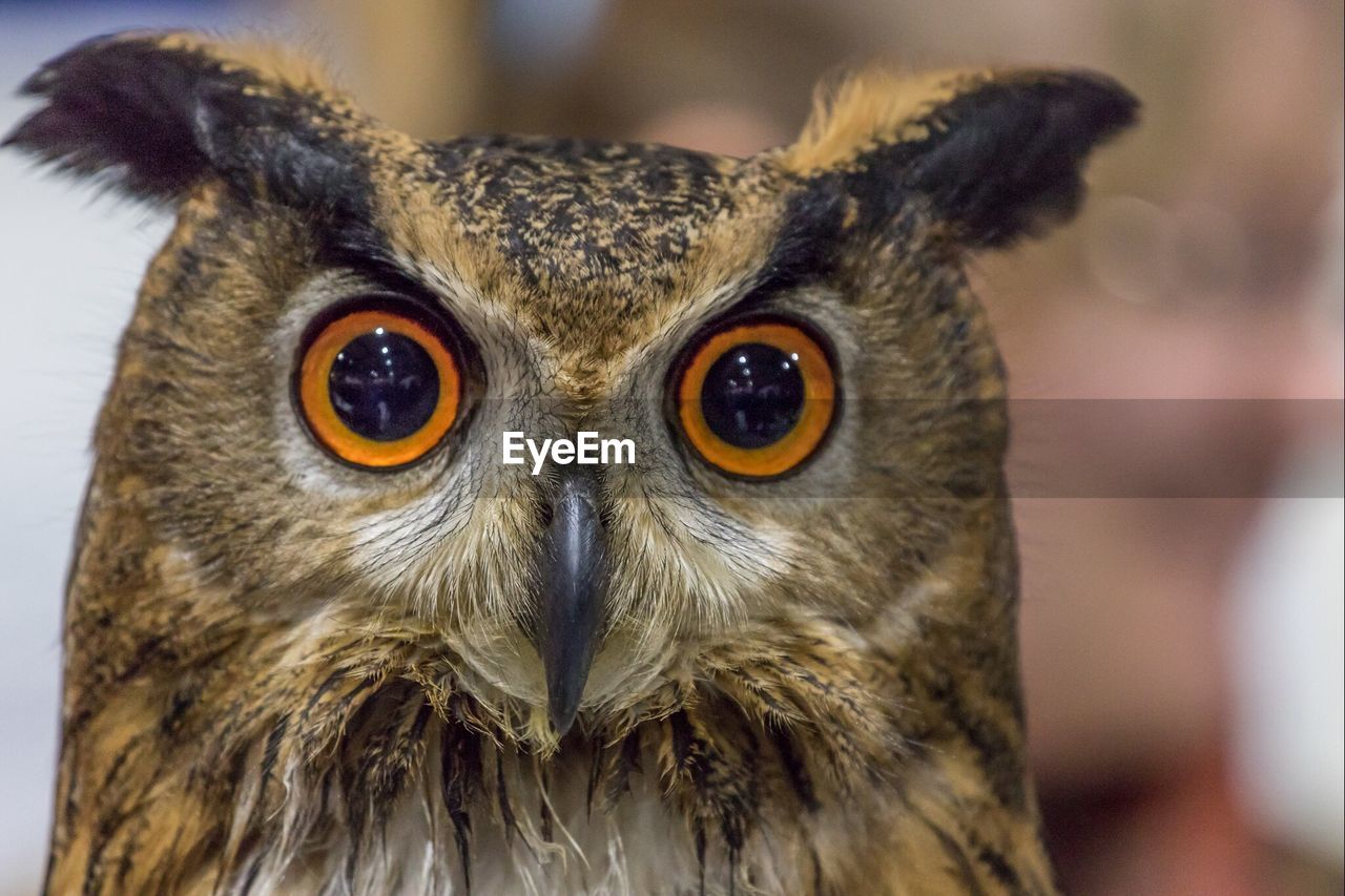 Close-up portrait of an owl