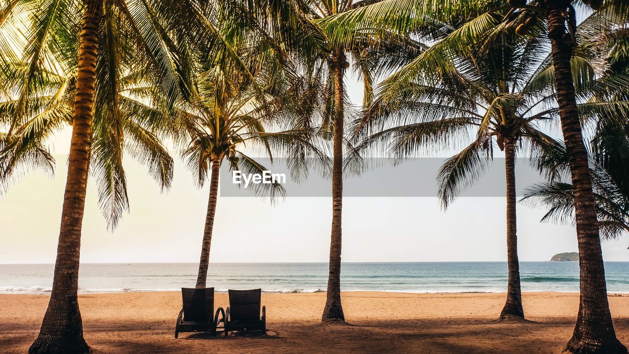 Palm trees on beach against sky