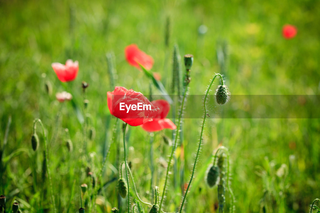 CLOSE-UP OF RED POPPY FLOWERS