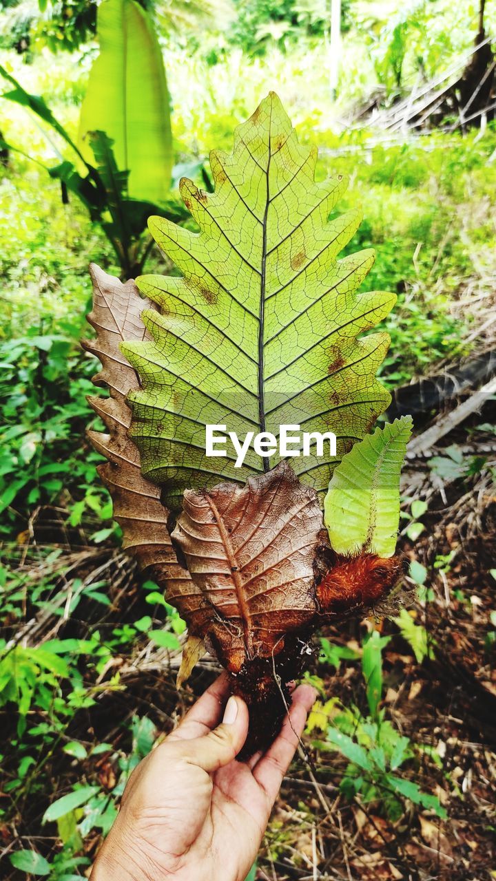 CROPPED HAND HOLDING PLANT