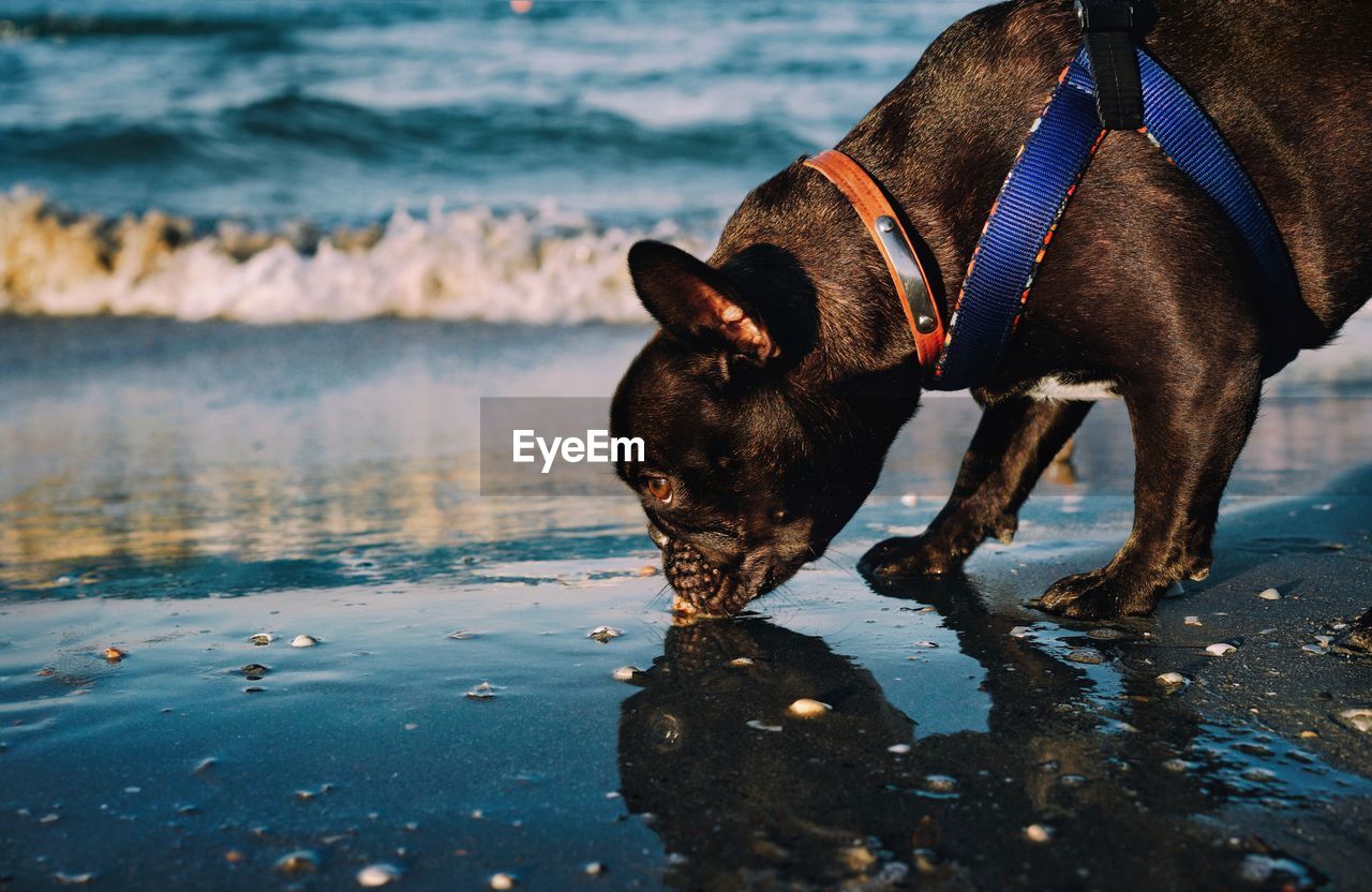 Dog drinking water from sea