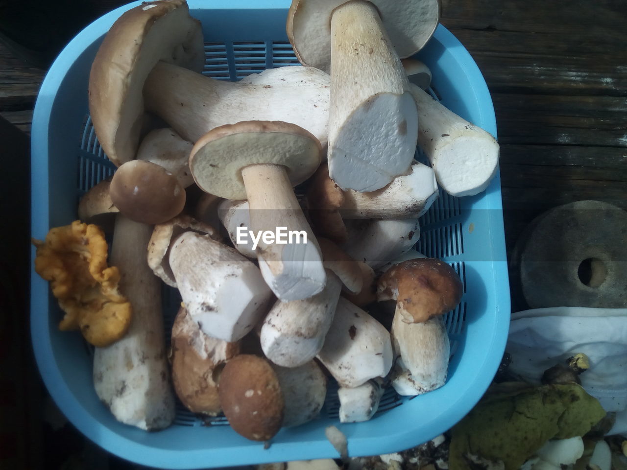 HIGH ANGLE VIEW OF MUSHROOMS ON TABLE