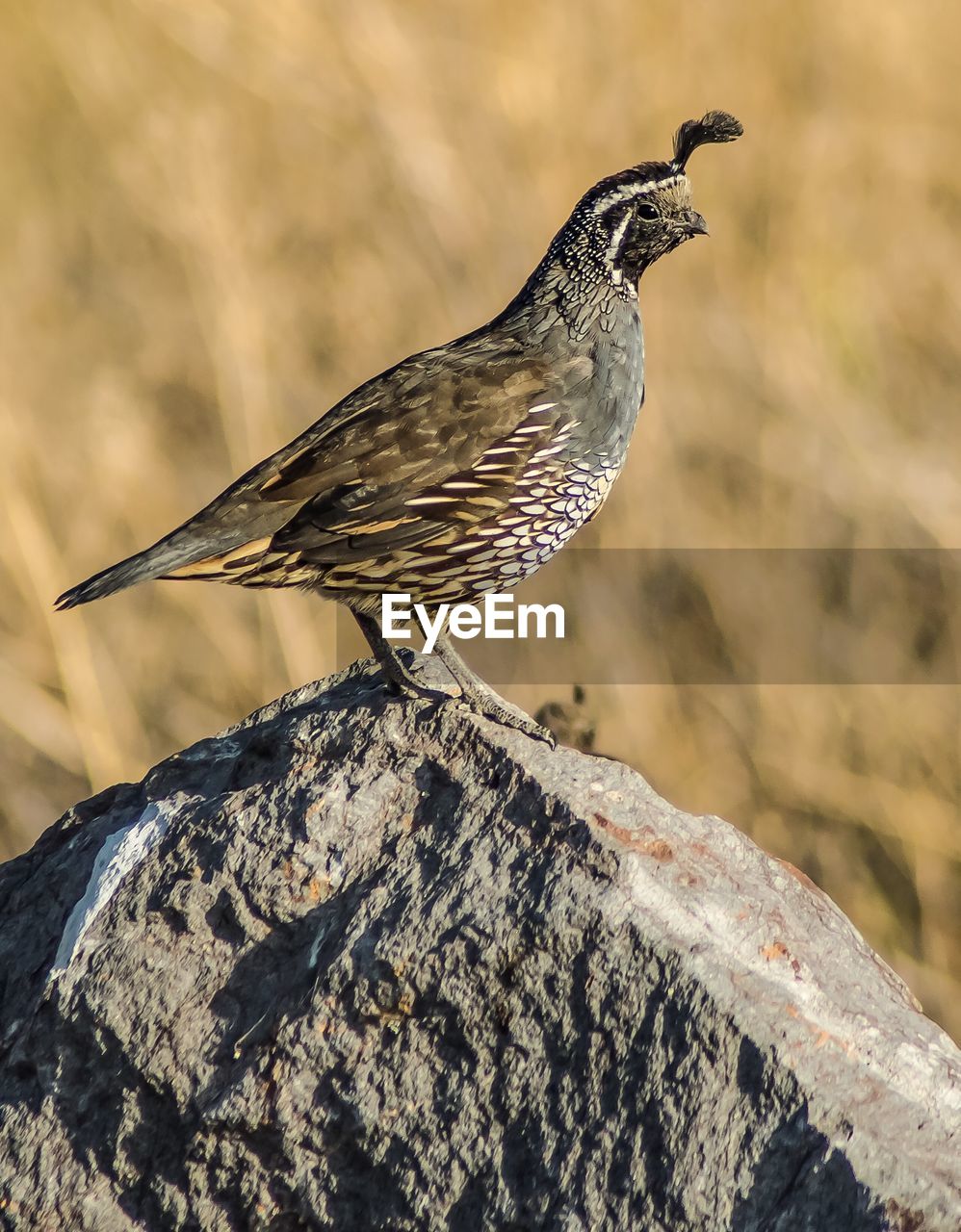 Close-up of bird perching on rock