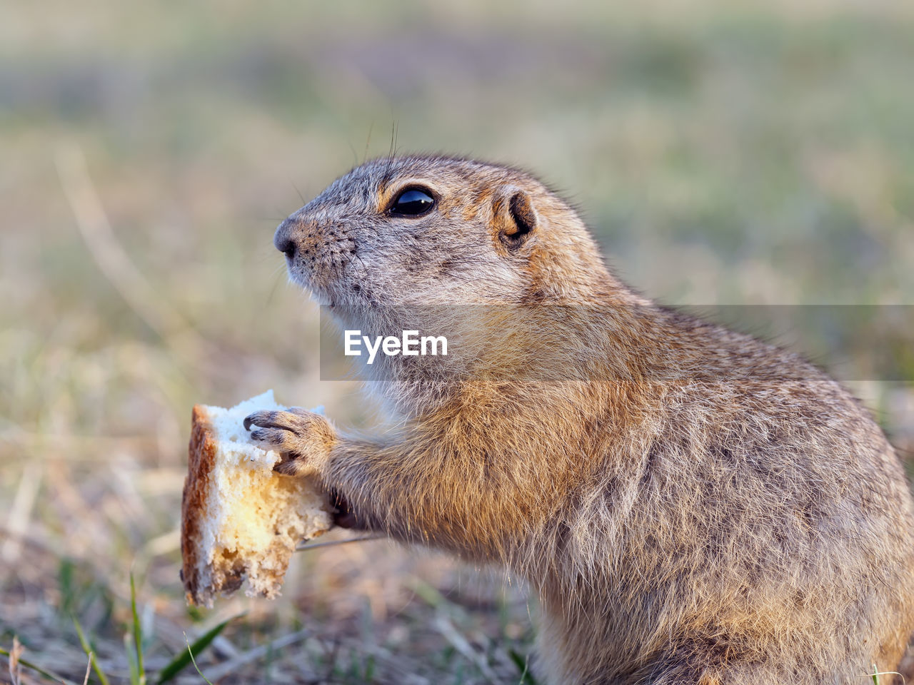 animal, animal themes, animal wildlife, wildlife, mammal, squirrel, prairie dog, one animal, whiskers, rodent, no people, nature, eating, side view, outdoors, day, close-up, focus on foreground, grass, chipmunk, prairie