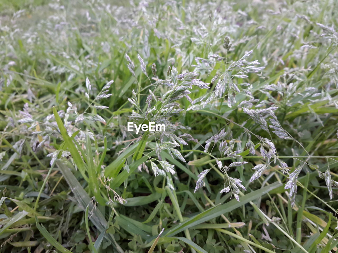 Close-up of plant growing on field