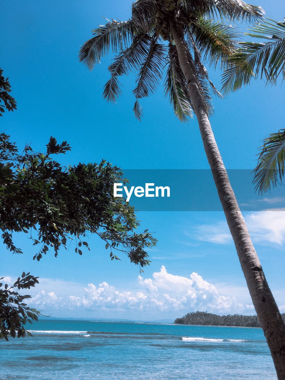 palm trees on beach against clear blue sky