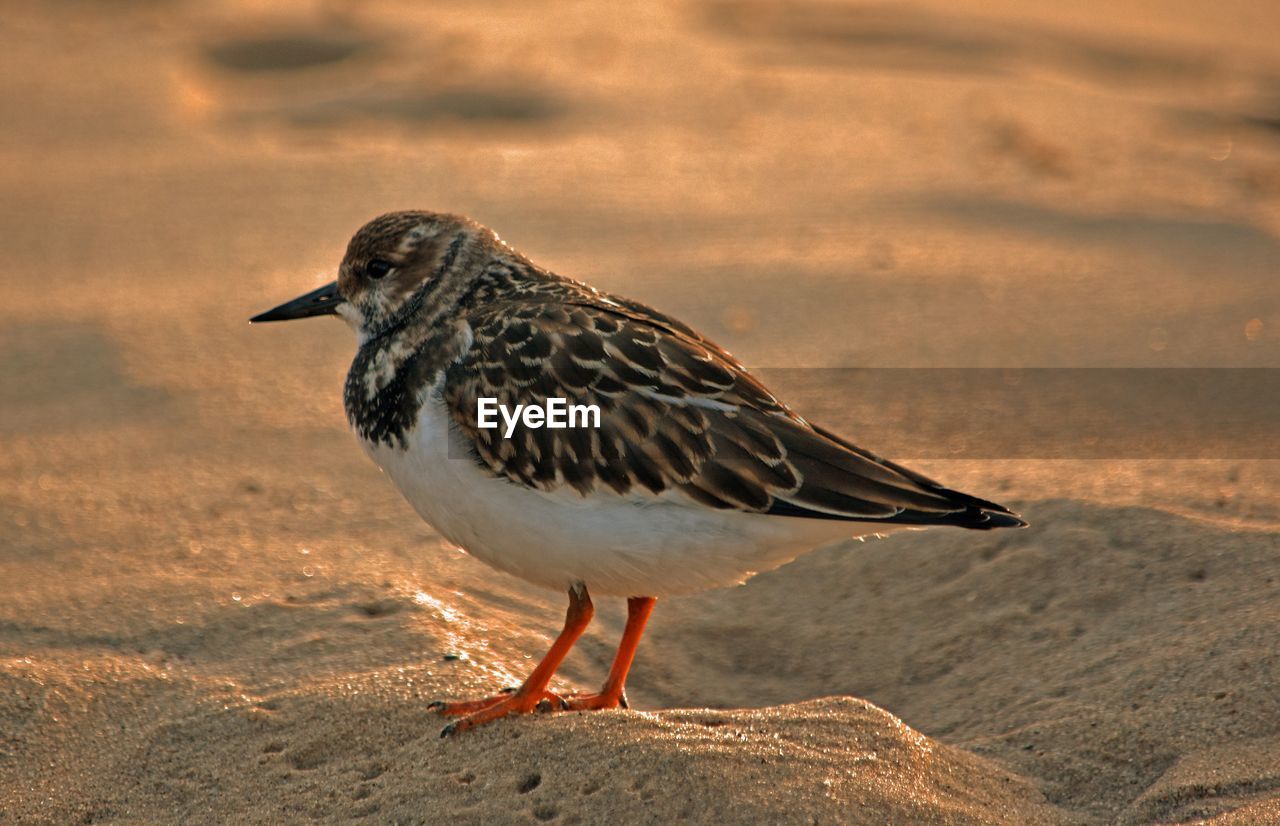 Close-up of purple sandpiper on wet shore
