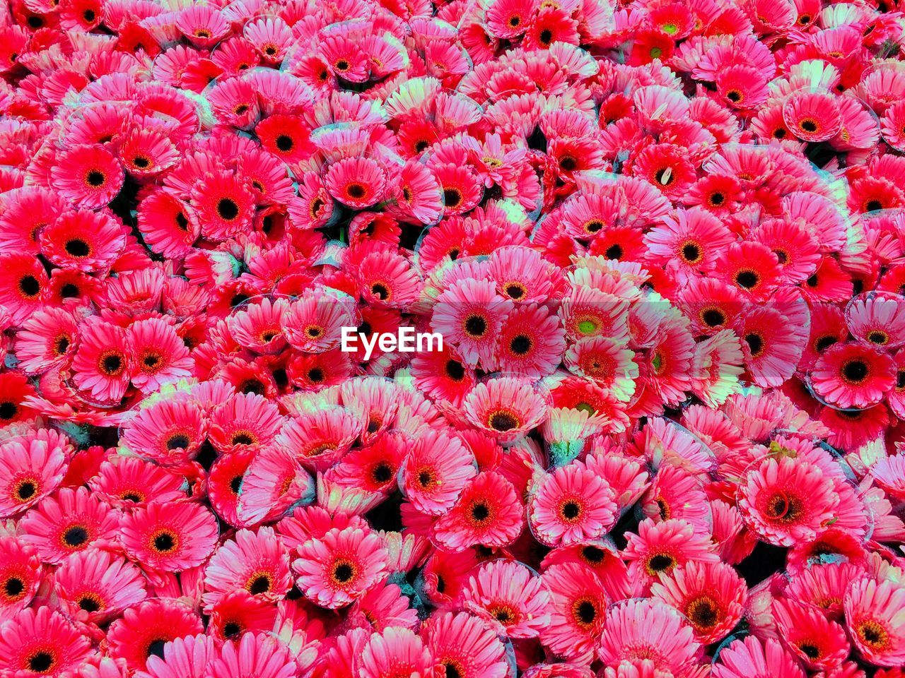 High angle view of pink flowering plants