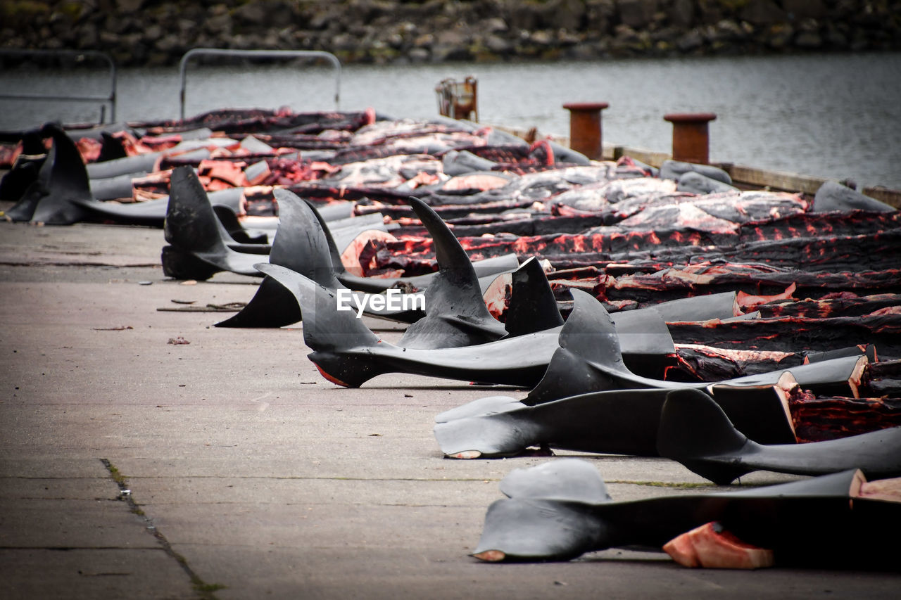 Dead dolphins on pier over lake