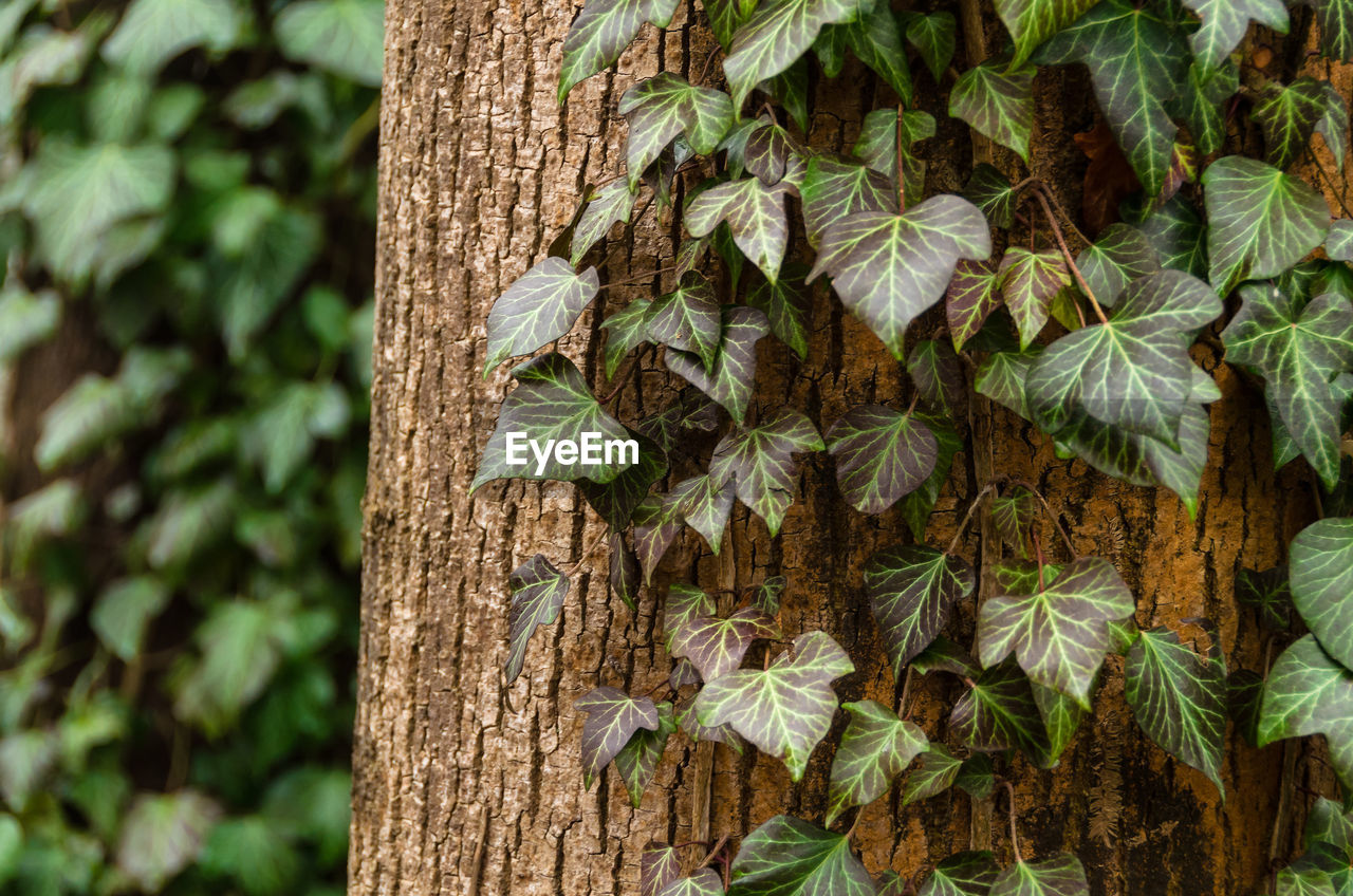 Close-up of tree trunk