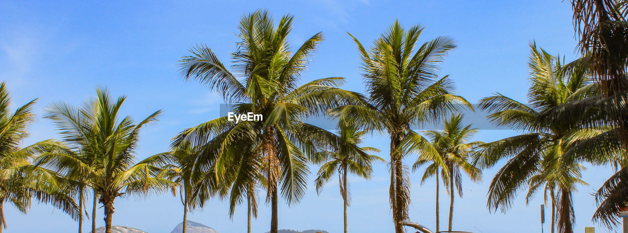 Low angle view of palm trees against blue sky