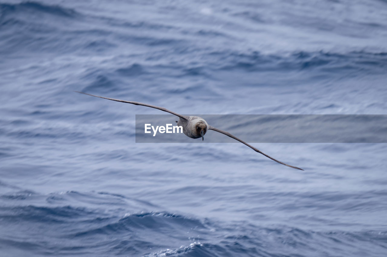 Southern giant petrel glides over blue ocean