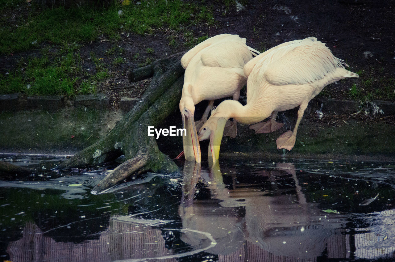 Close-up of pelicans by lake