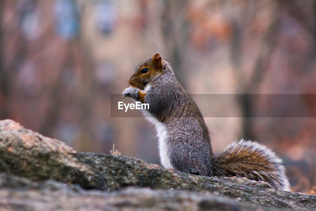 Close-up of squirrel