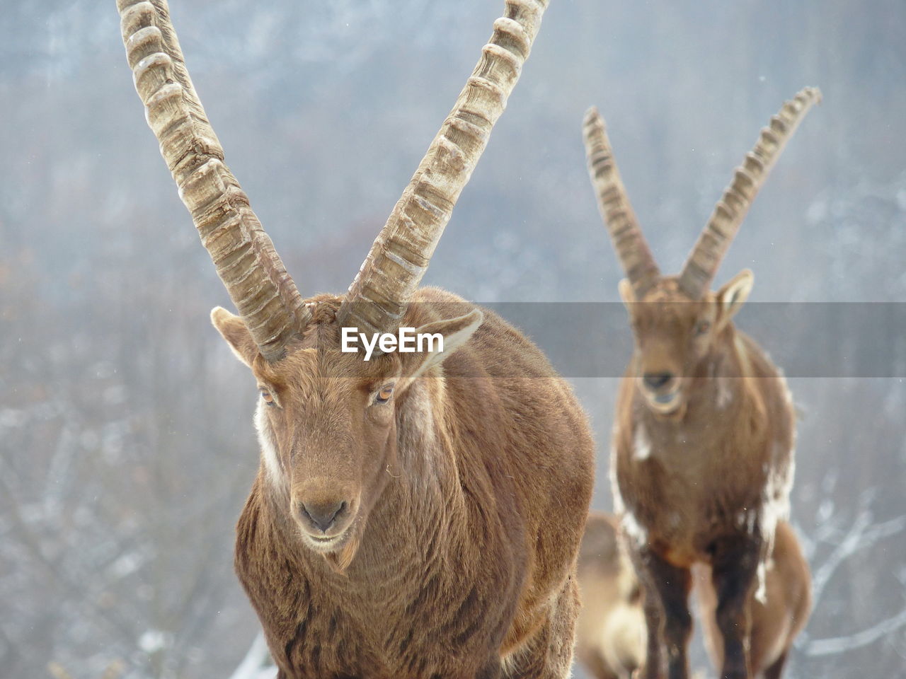 Alpine ibex looking at camera