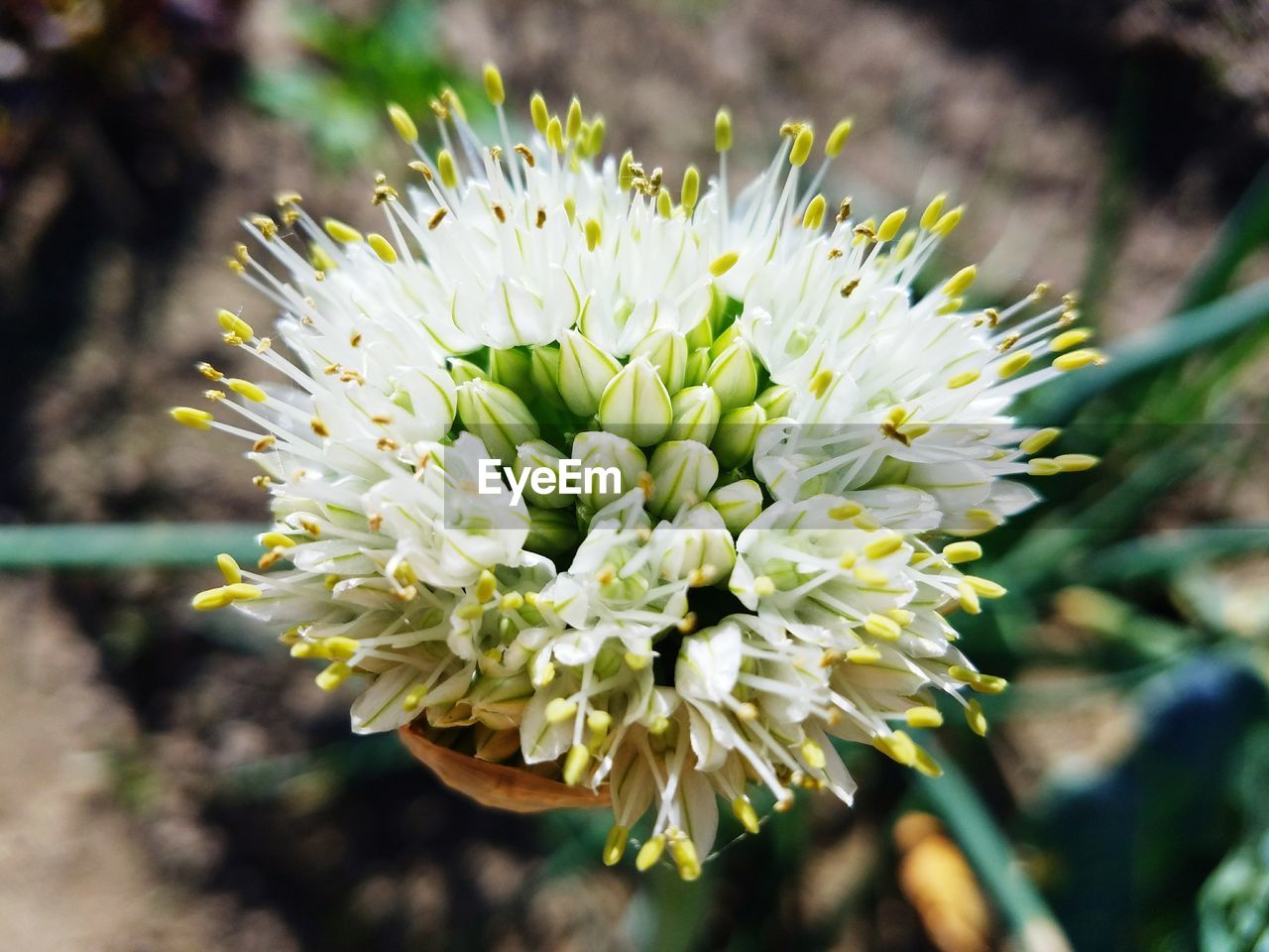 CLOSE-UP OF FLOWERING PLANT