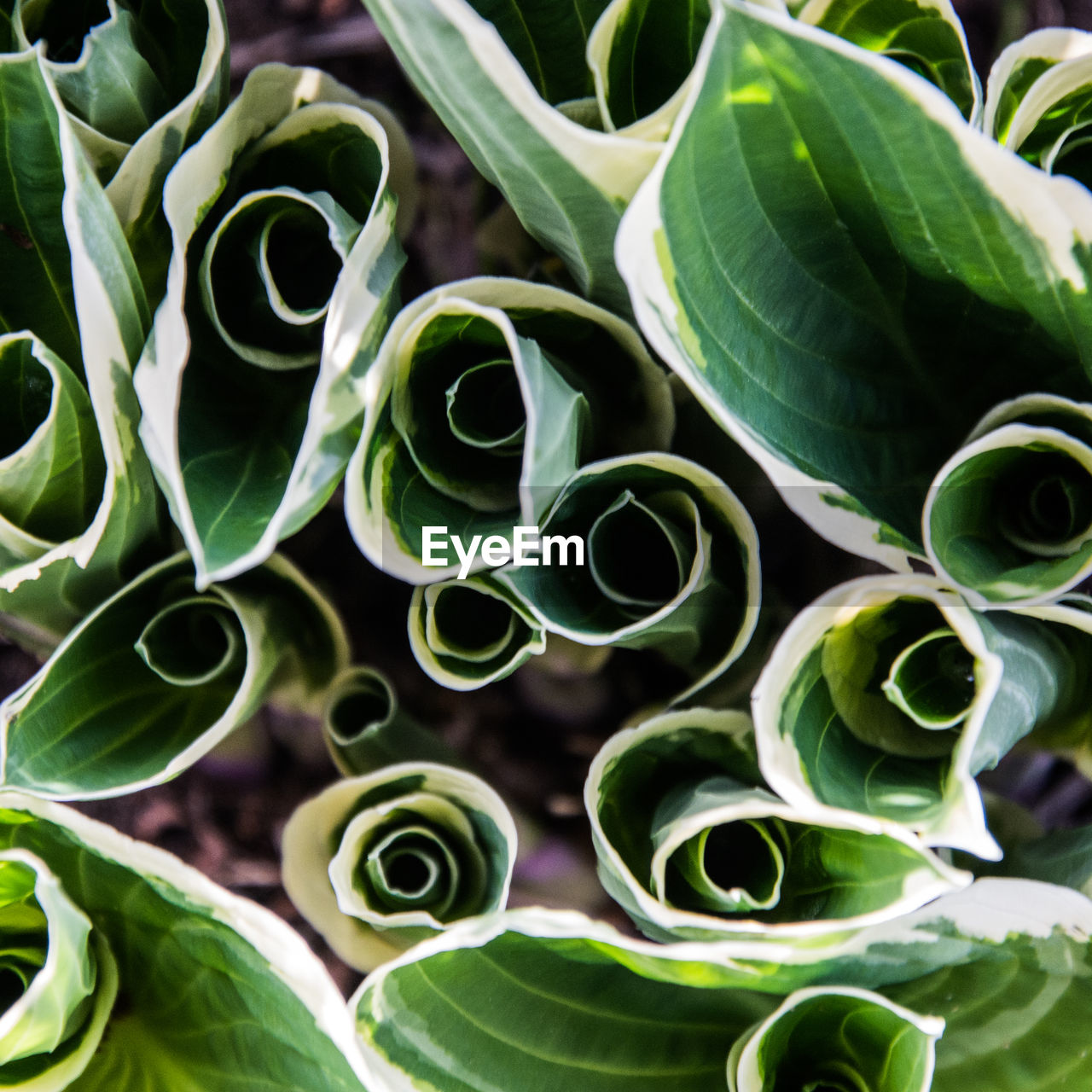 FULL FRAME SHOT OF SUCCULENT PLANTS